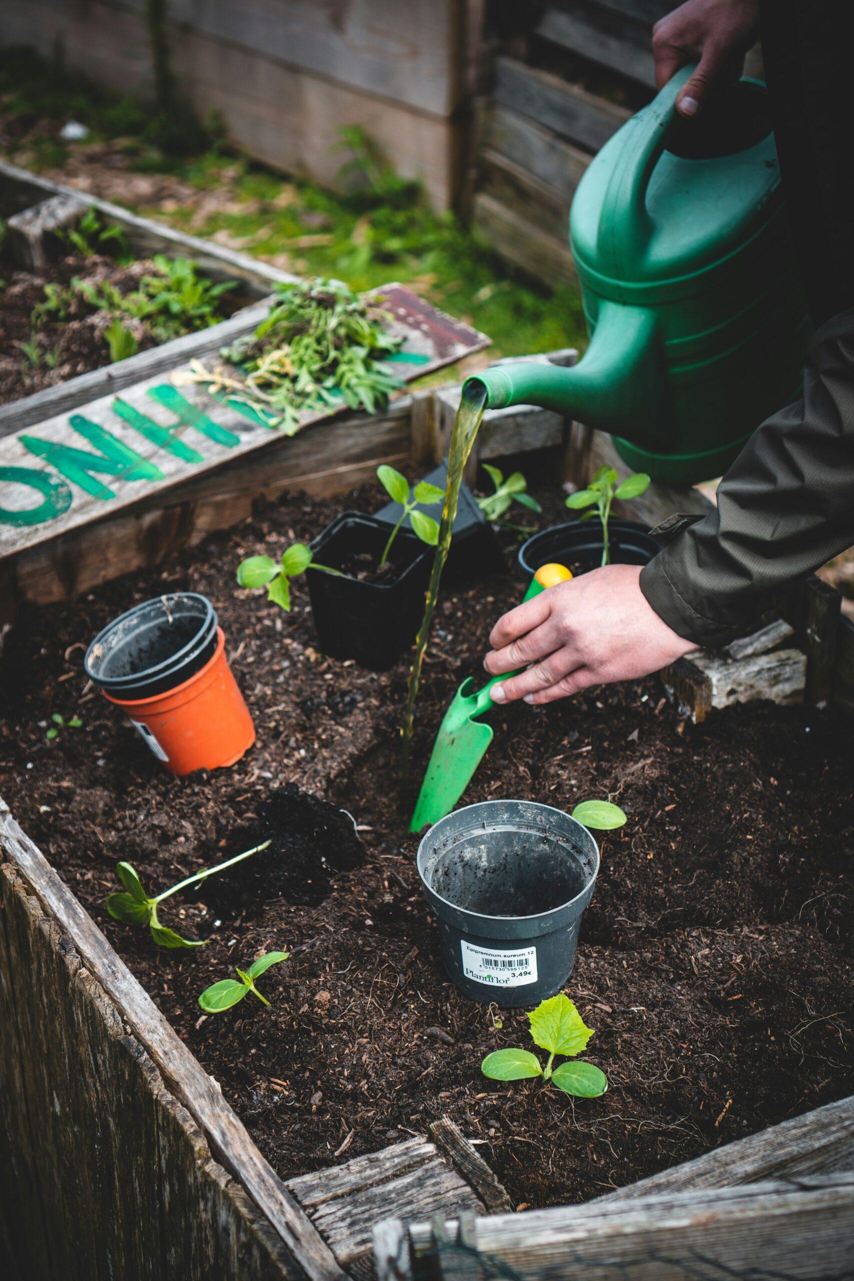 Gardener watering plants in a raised bed for landscape design services