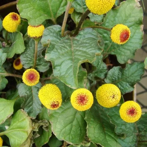 nurserylive-acmella-oleracea-toothache-akarkara-plant-1