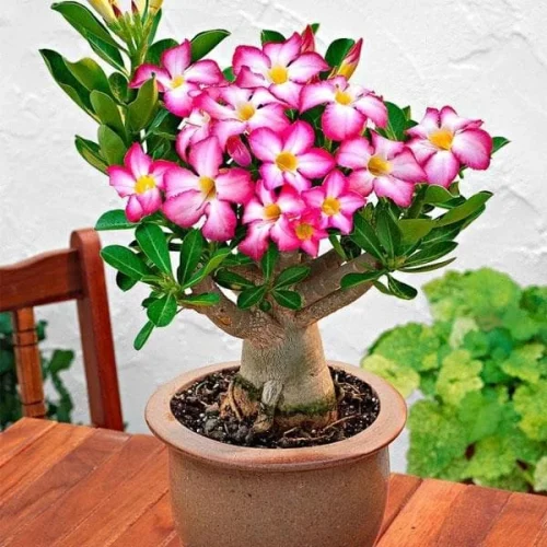 nurserylive-adenium-obesum-plant-1