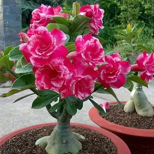 nurserylive-adenium-plant-desert-rose-grafted-any-color-plant-1