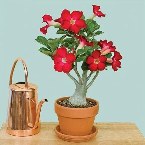 nurserylive-adenium-plant-desert-rose-red-plant-1