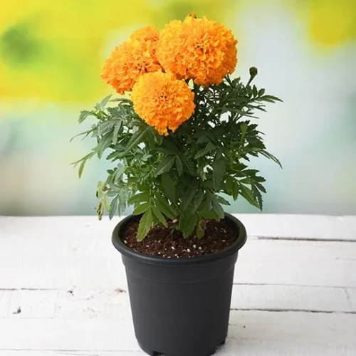 nurserylive-african-marigold-orange-plant-1-778884-1