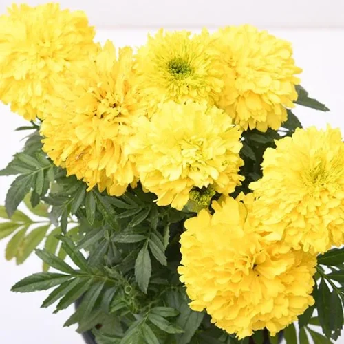 nurserylive-african-marigold-yellow-plant-4_37914bee-a0cb-4eee-be32-eeb67d5327ab-956730-1 (1)