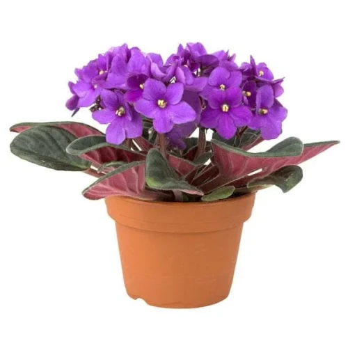 nurserylive-african-violets-purple-plant-1