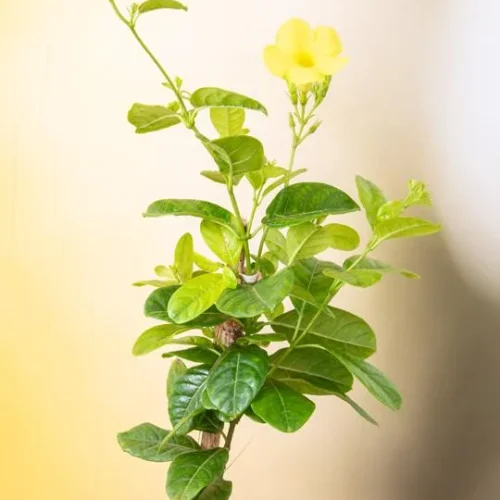 nurserylive-allamanda-creeper-pentalinonluteum-yellow-plants-1-1
