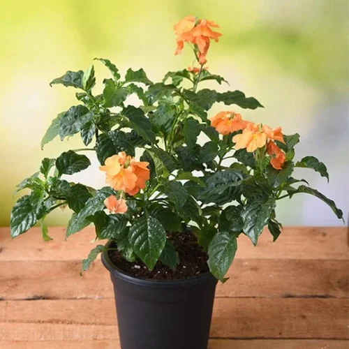 nurserylive-plants-abuli-firecracker-flower-plant-in-5-inch-13-cm-grower-round-plastic-black-pot-1-979025-1