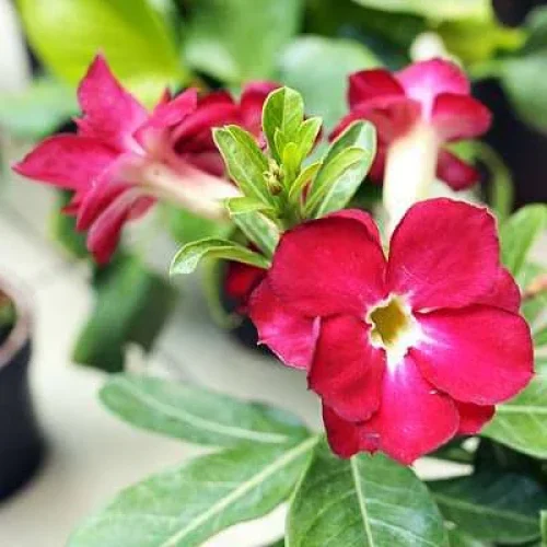 nurserylive-plants-adenium-plant-desert-rose-red-double-plant-16968550449292-1