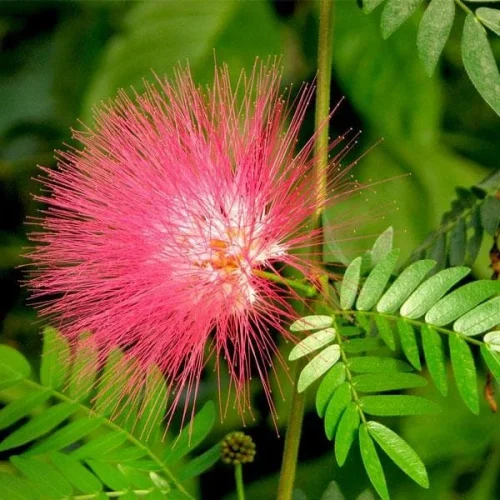 nurseryserve-albizia-saman-rain-tree-gulabi-siris-plant-1