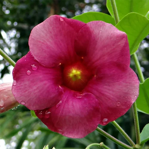 purple-allamanda-348208